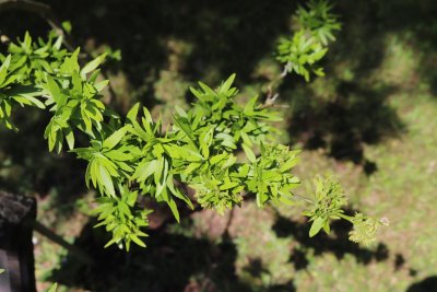 Gleditsia triacanthos 'Goofy' - dřezovec trojtrnný - olistění